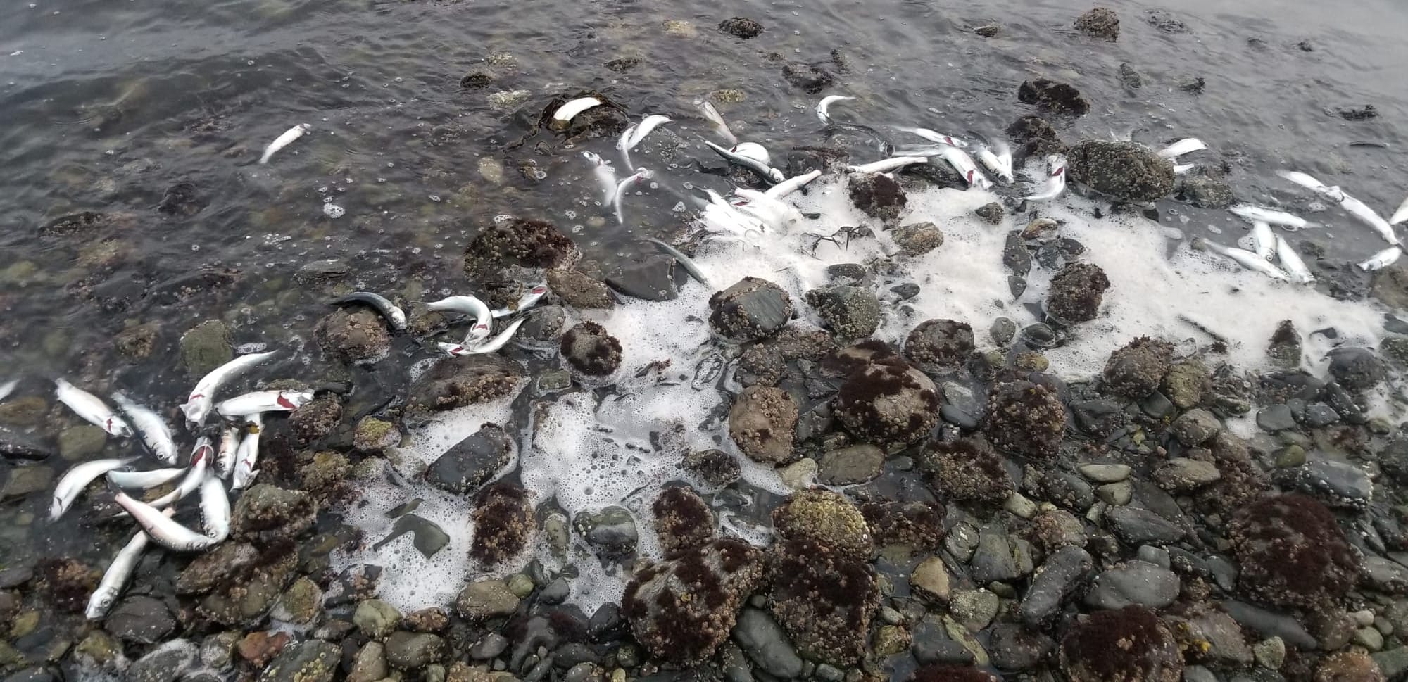 Herring Scraps